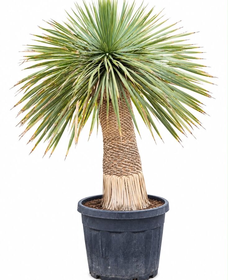 Yucca Rostrata